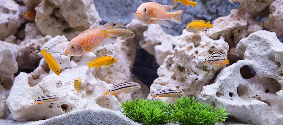 EHEIM Verkoopwinkel -EHEIM Verkoopwinkel Aquarium eau chaude roches decoration