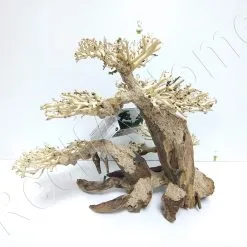 AQUAVIE BONSAI NATUR XL+