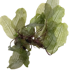 Bulbe Aponogeton Madagascariensis 1 Têtes