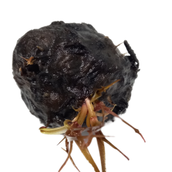 Bulbe Nymphea Red (5-6cm)