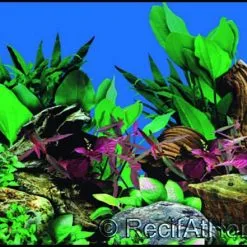 Genesis Accessoires Poster Nature Eau Douce 50x15cm