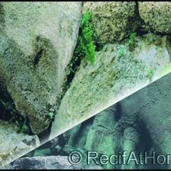 Genesis Accessoires Poster Roche/Roche 50x15cm