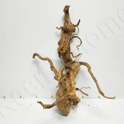 Aquavie Vigne RARE Rouge L 30-50cm