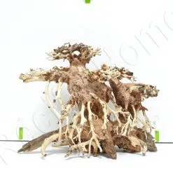 WYSIWYG BONSAI CM BON2