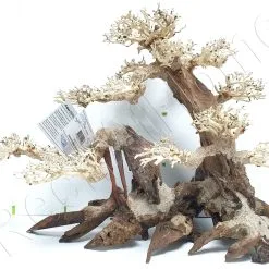 WYSIWYG BONSAI CM BON6