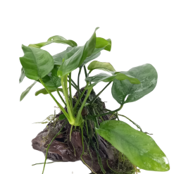 WYSIWYG Racine + Anubia Nana