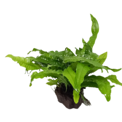 WYSIWYG Roche + Microsorum Pteropus XL