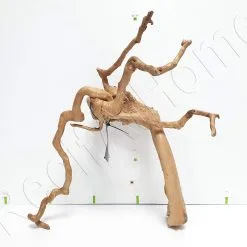 WYSIWYG VIGNE CM VIG4